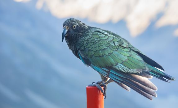 Kea.