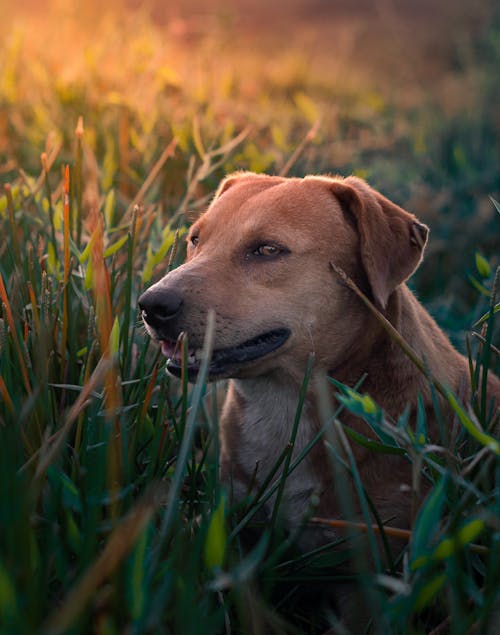 Fotobanka s bezplatnými fotkami na tému domácich psov, krása v prírode, krásny západ slnka