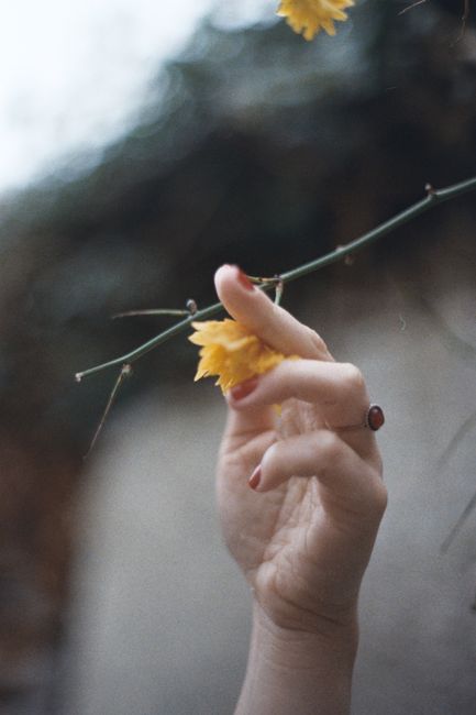 A hand gently touches a yellow flower on a branch, showcasing delicate beauty and nature.