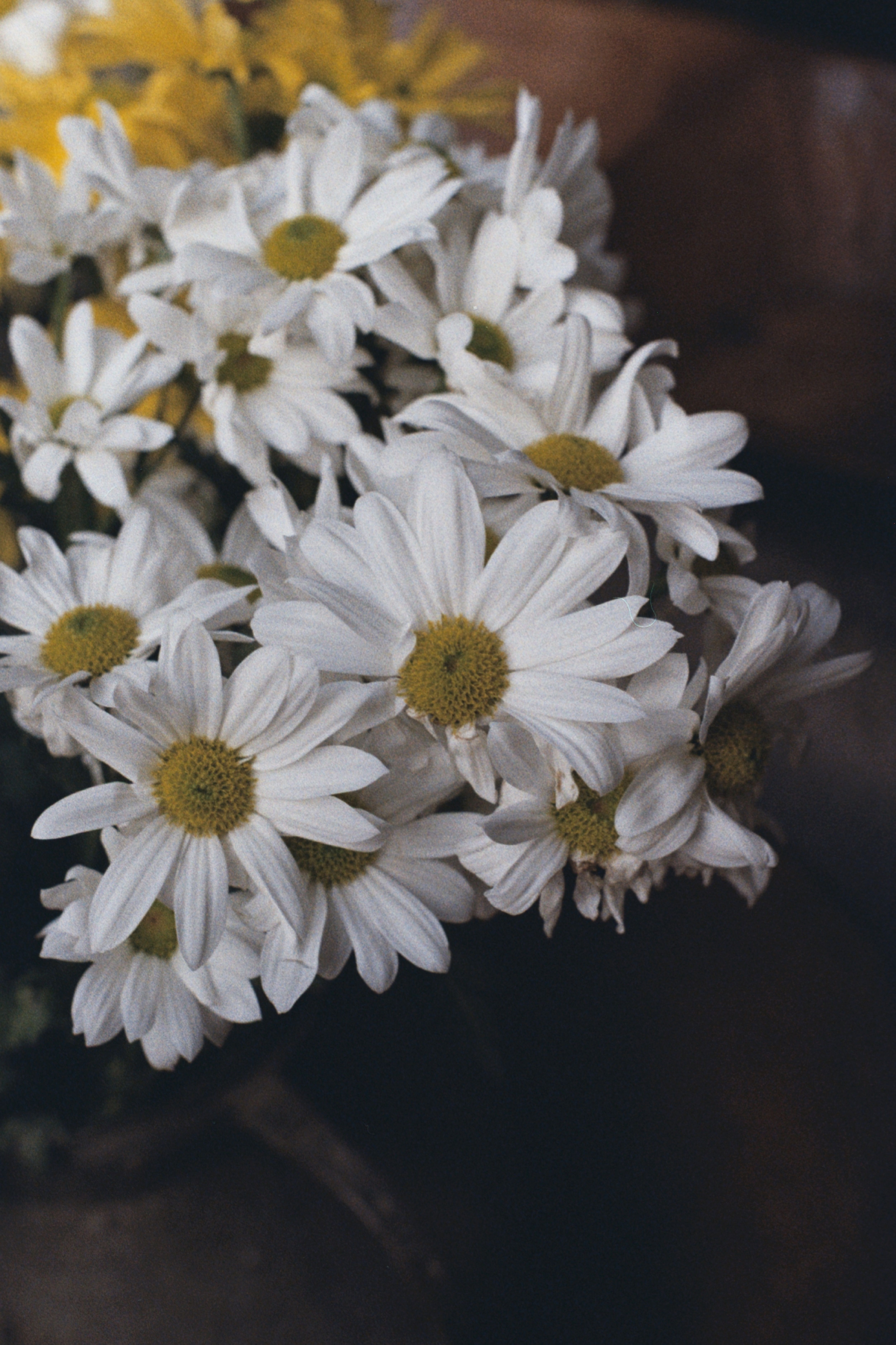 [ColoSach]-a-serene-chamomile-bouquet-with-white-petals-photographed-in-i̇stanbul,-türkiye,-showcasing-natural-beauty.