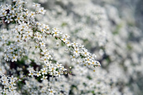 Close-up of a Shrub with White Flowers