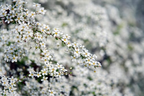 Základová fotografie zdarma na téma bílé květy, detail, flóra