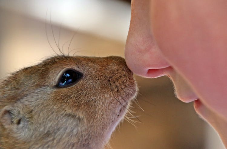 Close Up Photo Of Rodent And Person