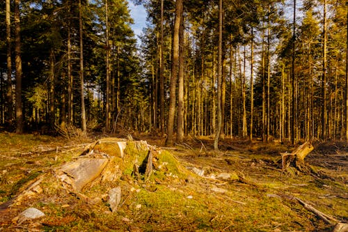 Tree Stumps in the Forest 