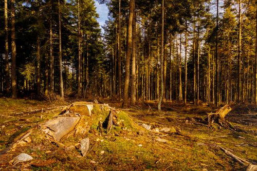 Free A sunlit coniferous forest featuring tree stumps and lush greenery, showcasing nature's beauty. Stock Photo