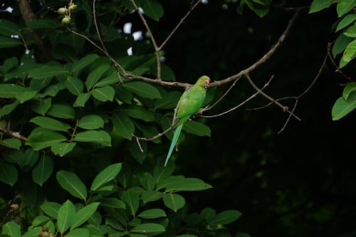 免费 绿鸟栖息在树枝上 素材图片