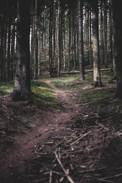 Základová fotografie zdarma na téma borovice, chodník, jehličnan