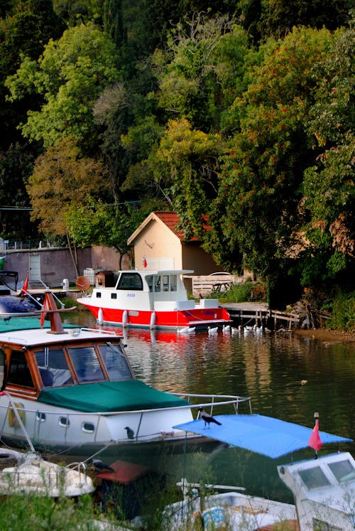 Kostenloses Stock Foto zu bäume, boote, fluss