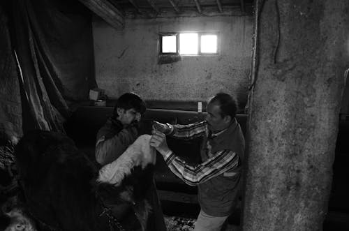 Men Holding a Cows Mouth in a Barn 