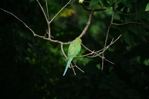 Gratis Pájaro Verde En La Rama De Un árbol Marrón Foto de stock