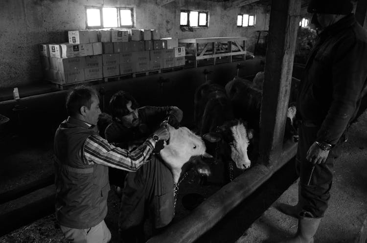 Men Opening A Cows Mouth In A Barn 