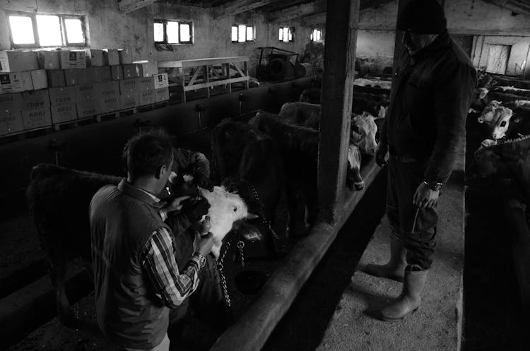 Farmer Taking Care Of Cows In A Barn 