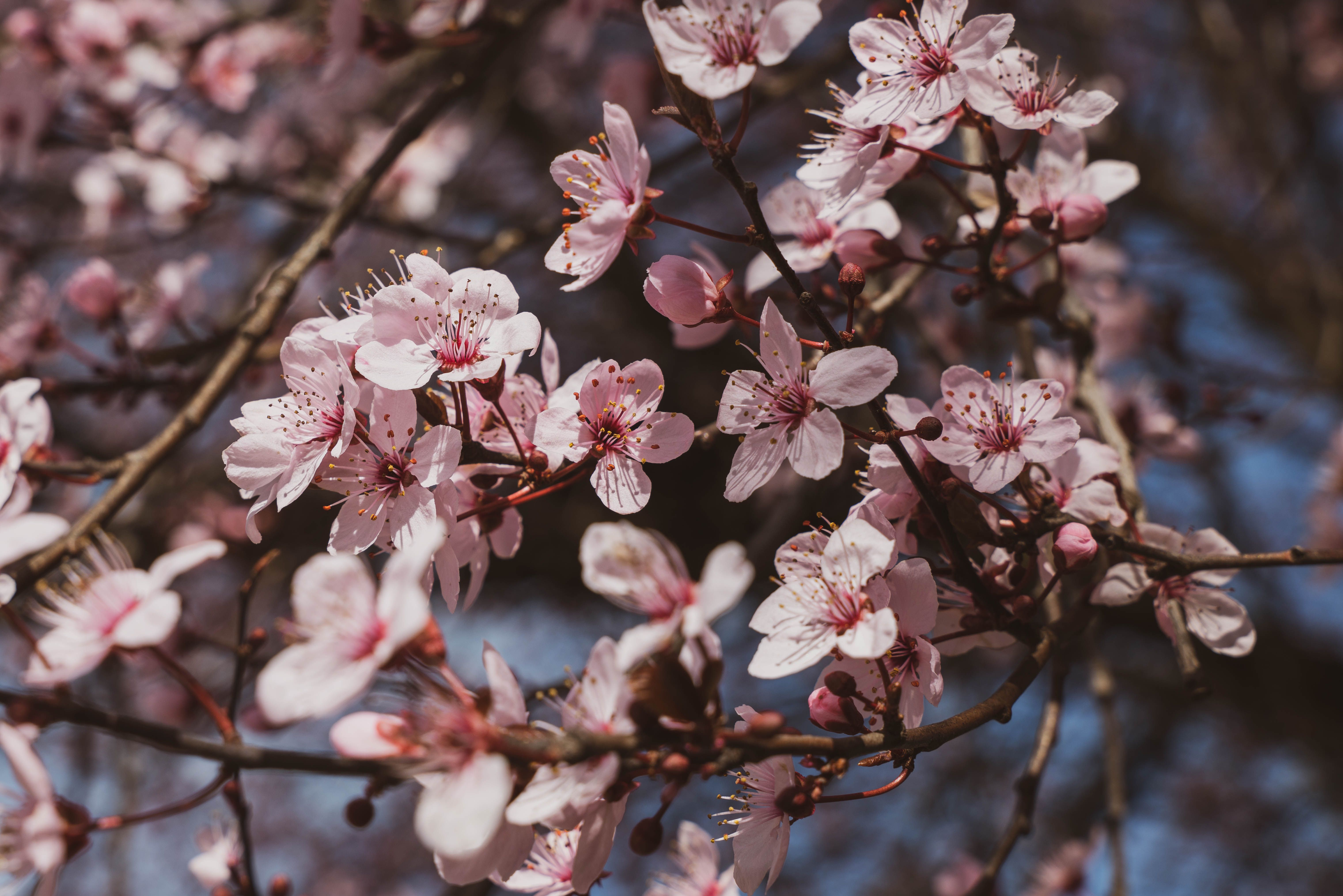 Pink Cherry Blossoms on a Tree · Free Stock Photo
