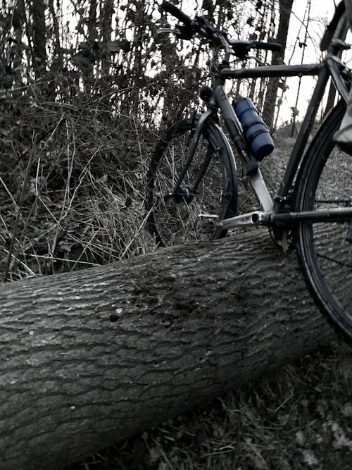 Free stock photo of bicycle, forest