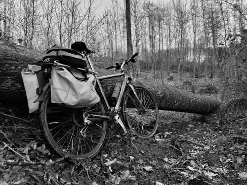 Free stock photo of bicycle, forest