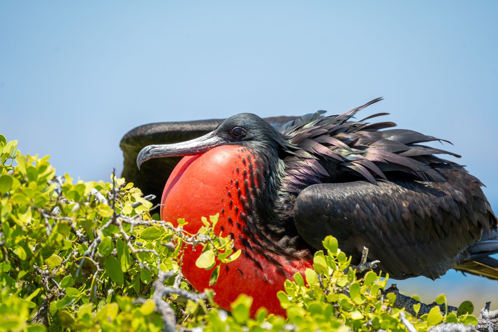 Close-up of a Magnificent Frigatebird
