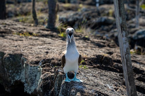 Blue-footed Booby on Rock