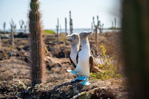 Two Blue-footed Booby Birds on a Rock 