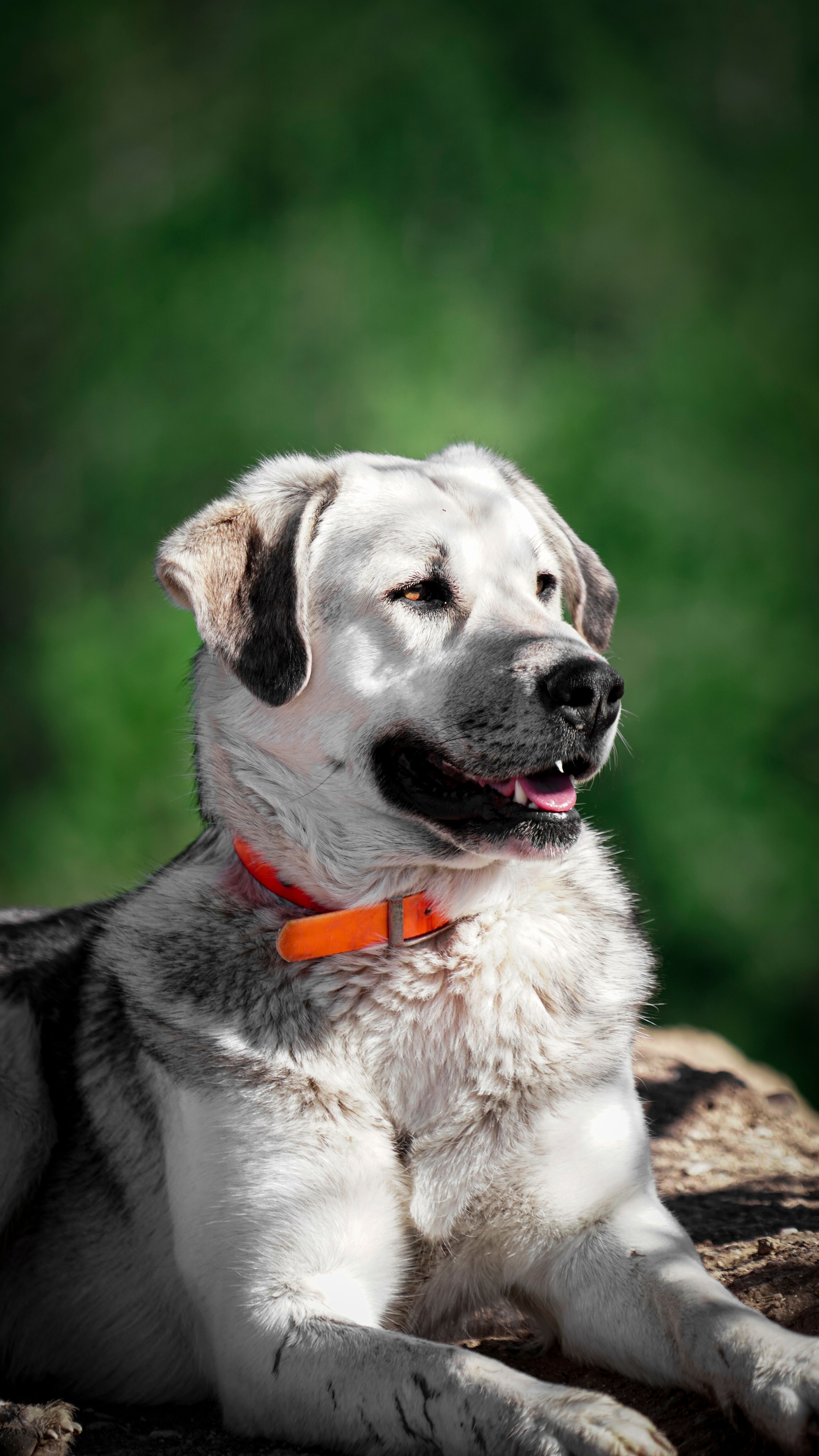 An Anatolian Shepherd Dog basks in sunlight, showcasing its confident and noble demeanor.