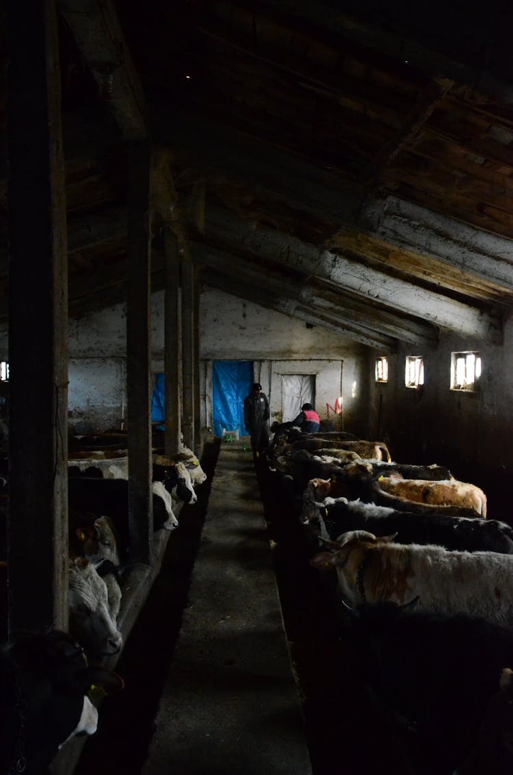 Farmer In The Barn Tending To Cows 