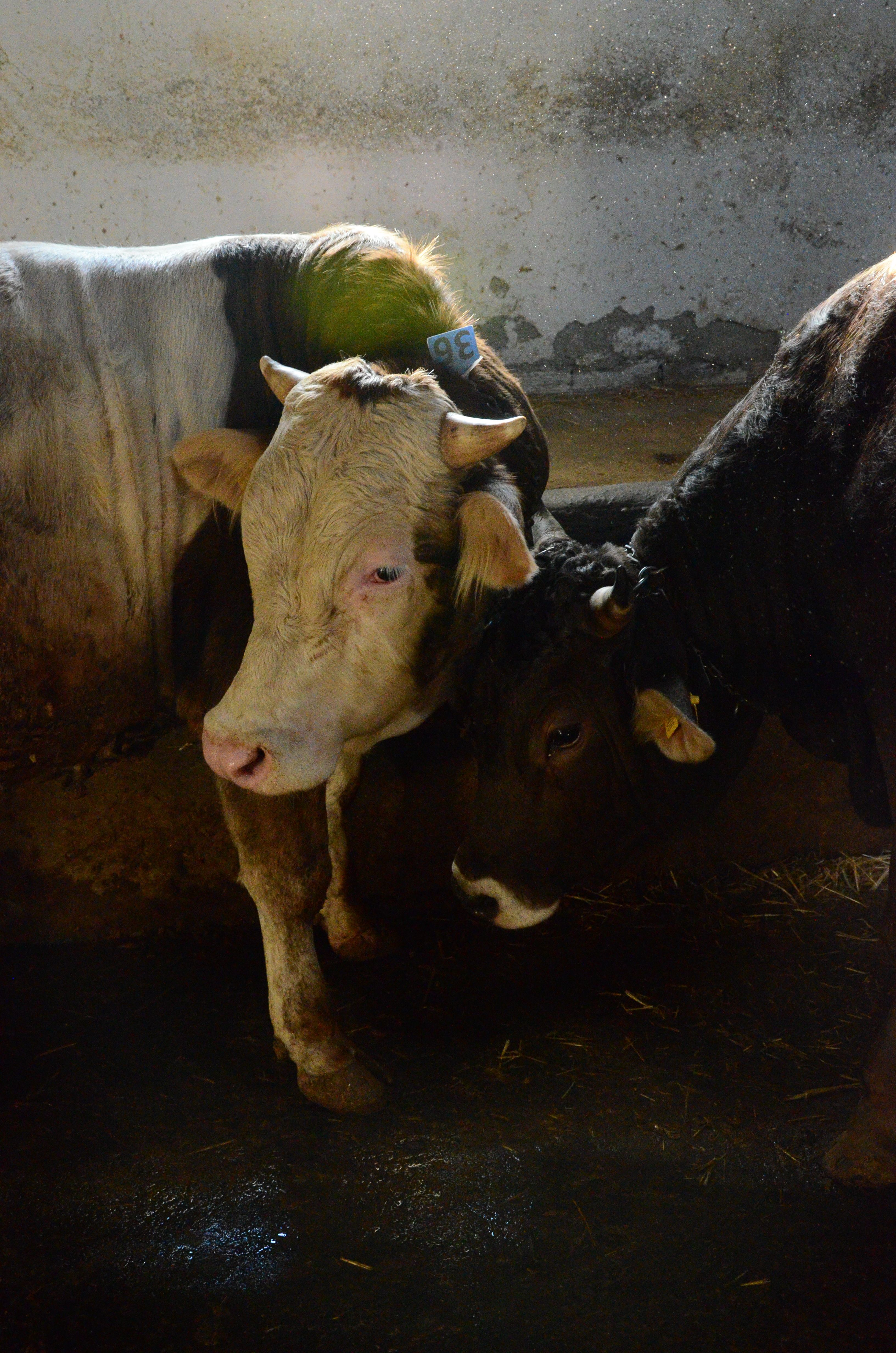 Two cows resting indoors in a barn located in Ankara, Türkiye.