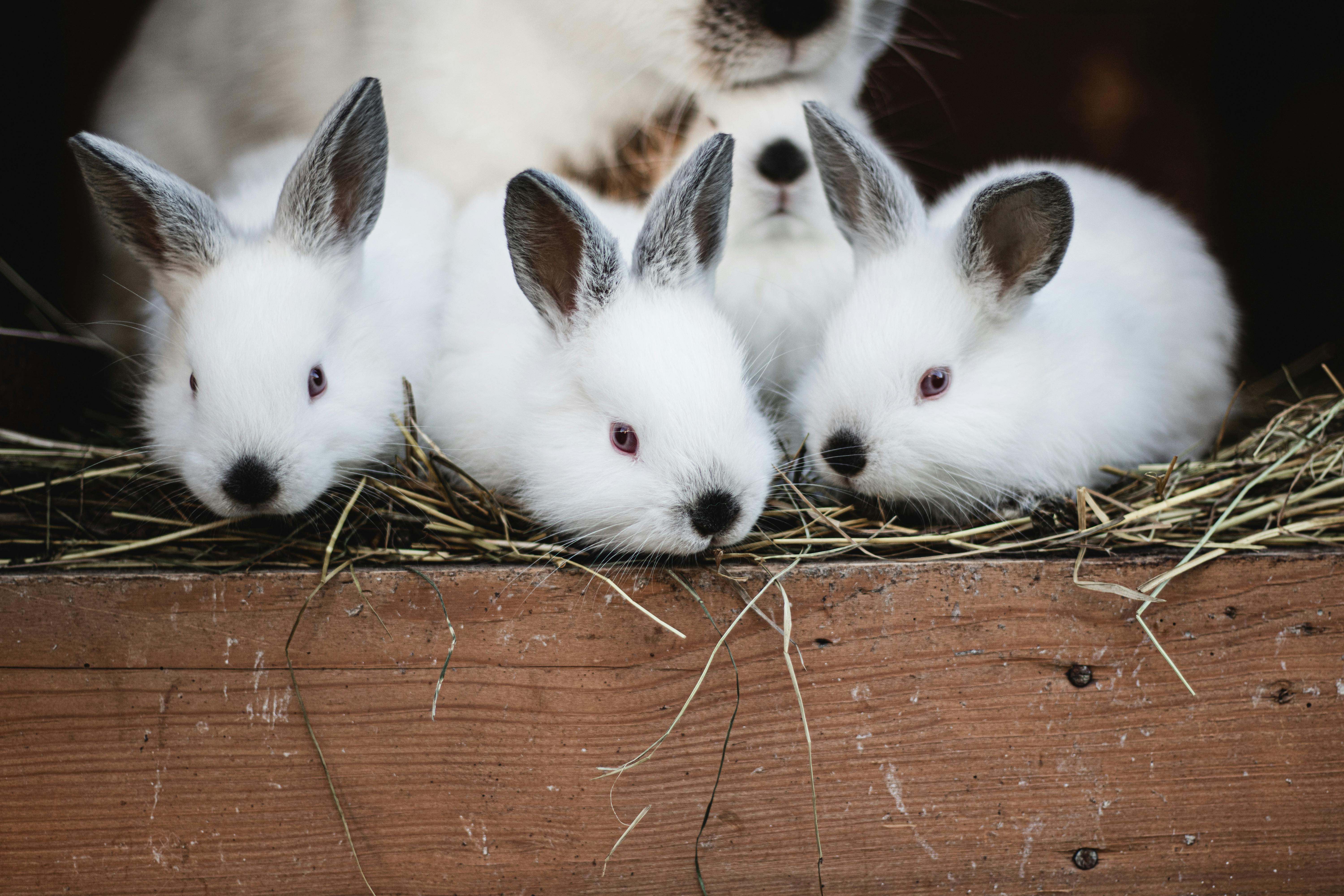 Close-up of three cute, fluffy white bunnies resting in hay. Perfect for animal lovers.