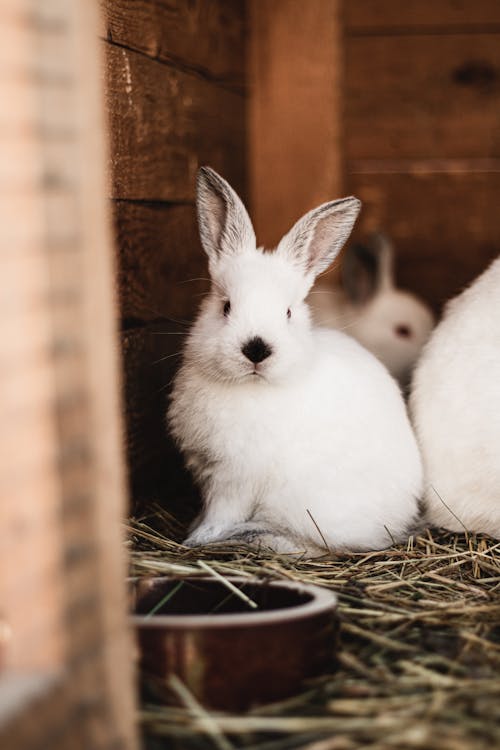 Fotos de stock gratuitas de animales, conejera, conejitos