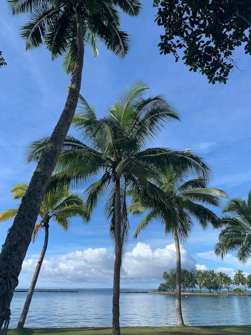 Coastal Palm Trees in Summer