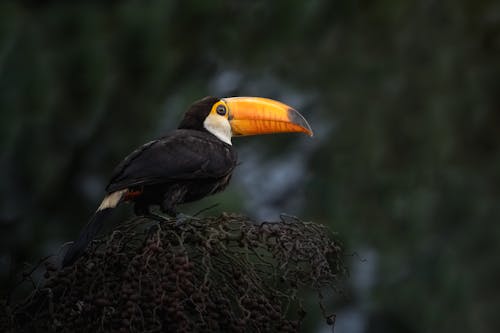 Portrait of a Toucan Perching on Branches