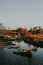 A river with a bridge and trees in the background