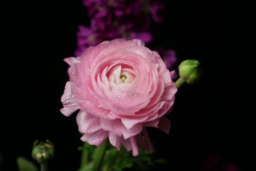 Raindrops on Pink Rose
