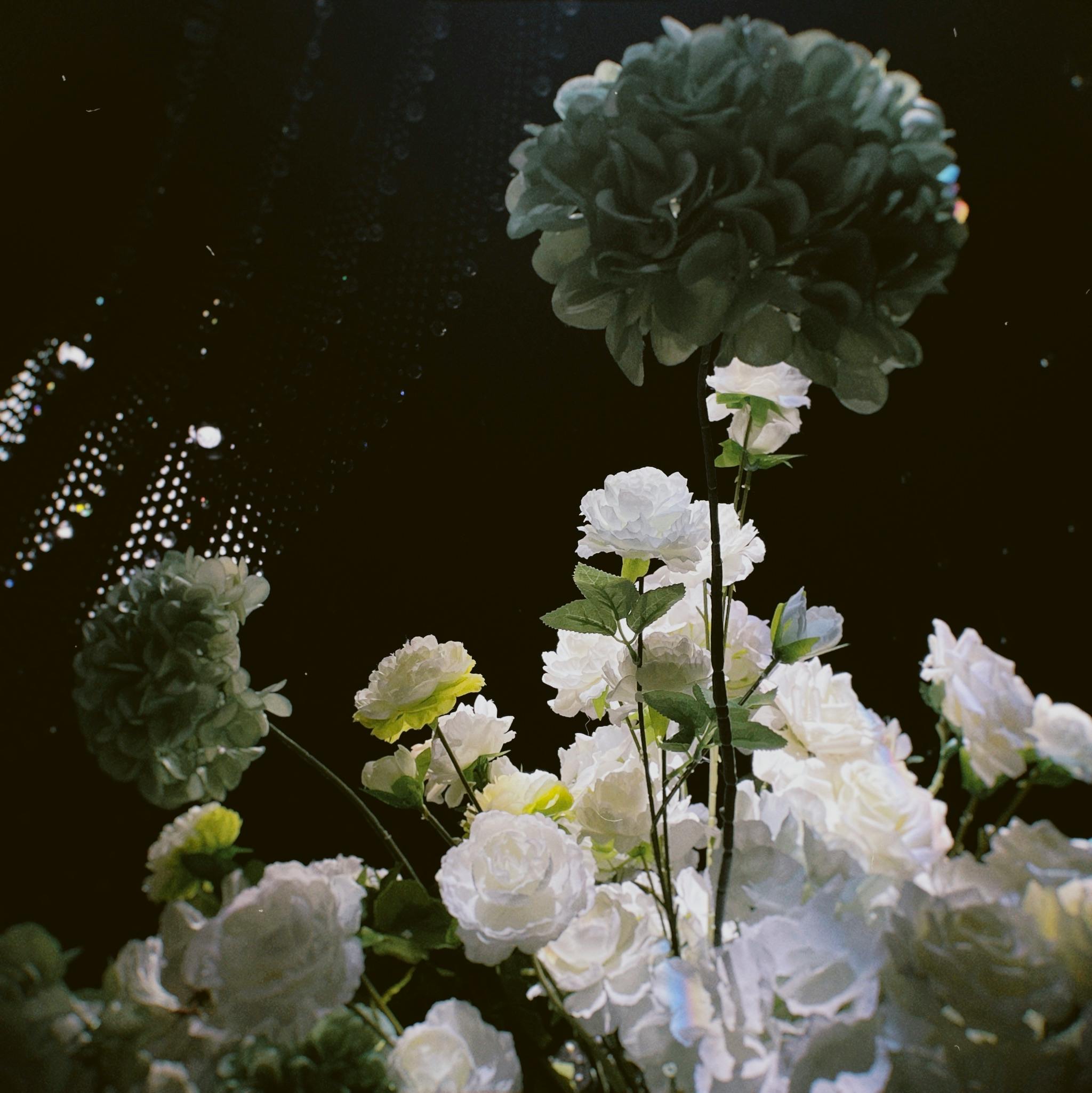 Stunning close-up of white and green flowers on a dark background, showcasing delicate petals.