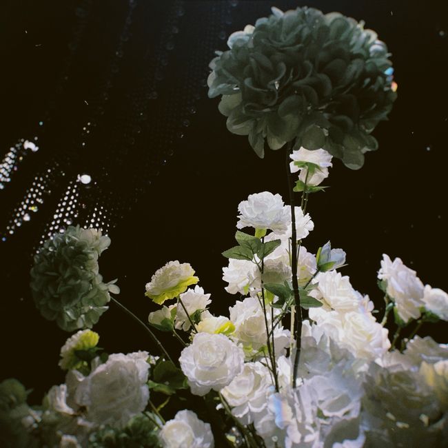Stunning close-up of white and green flowers on a dark background, showcasing delicate petals.