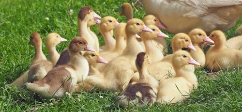 Fotografía De Patitos En El Campo De Hierba Verde Durante El Día