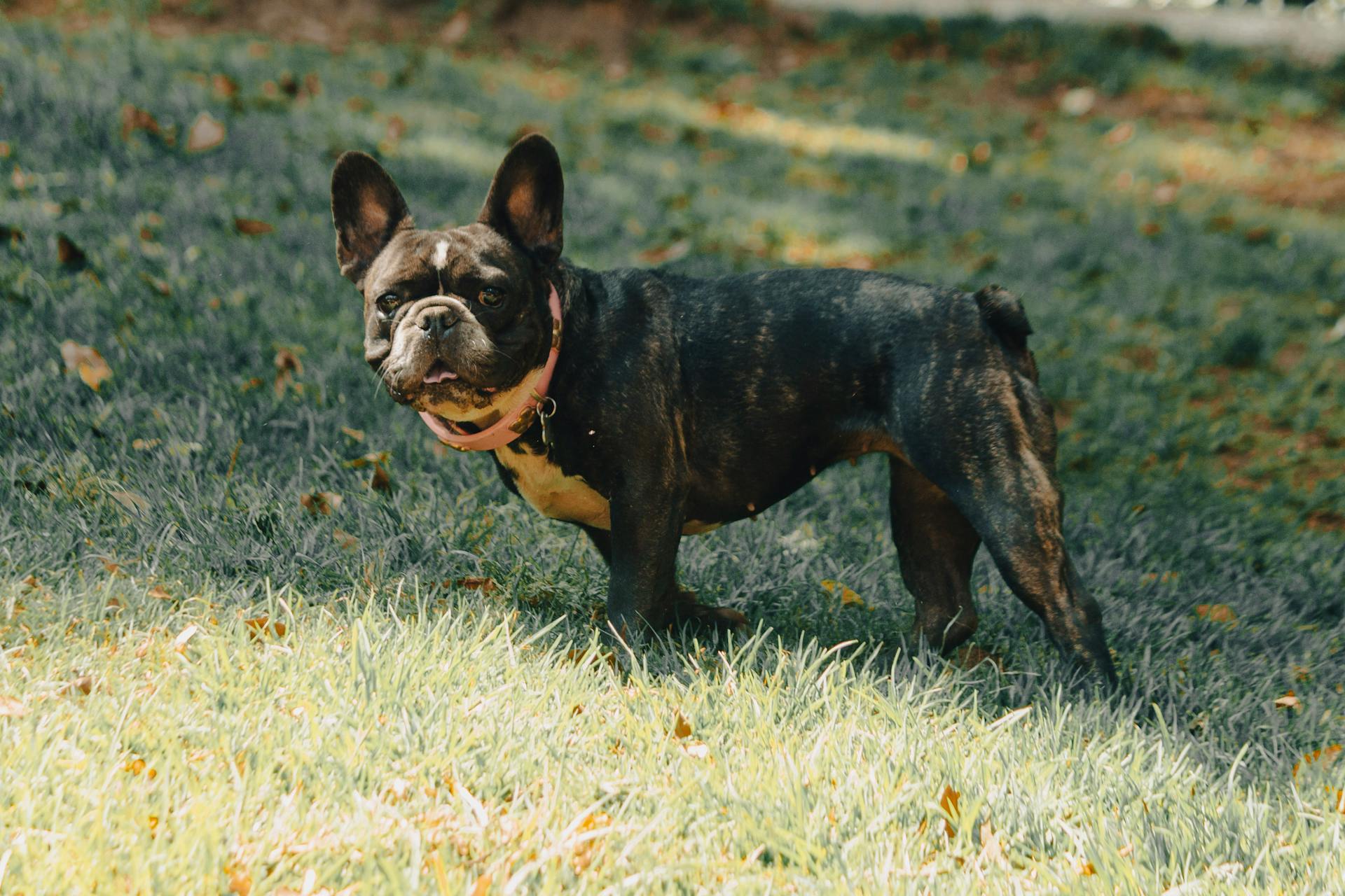 Fransk bulldog på gräs