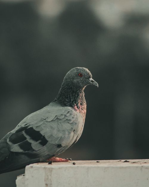 Free A detailed close-up of a pigeon perched on a wall, featuring its grey feathers. Stock Photo