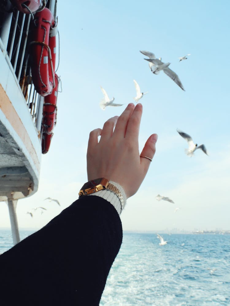 Hand Waving To Seagulls