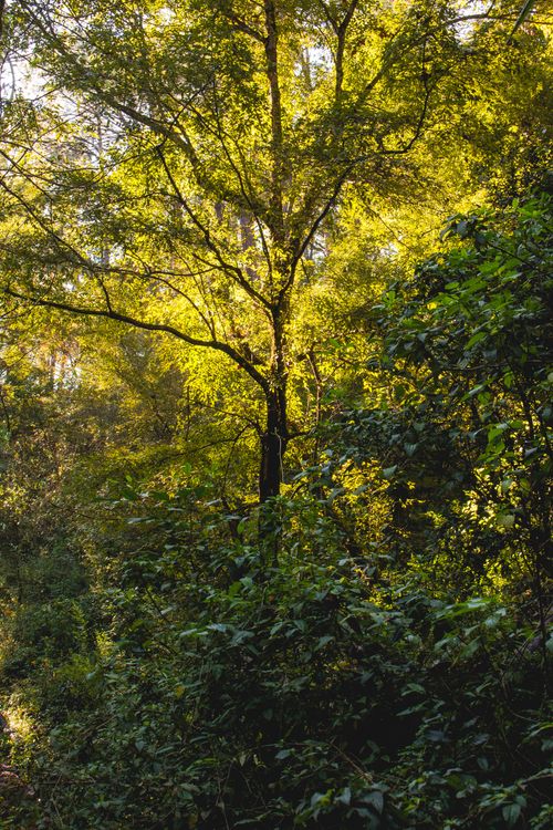 Free A vibrant canopy of trees in a sunlit forest, capturing the essence of nature's serenity. Stock Photo