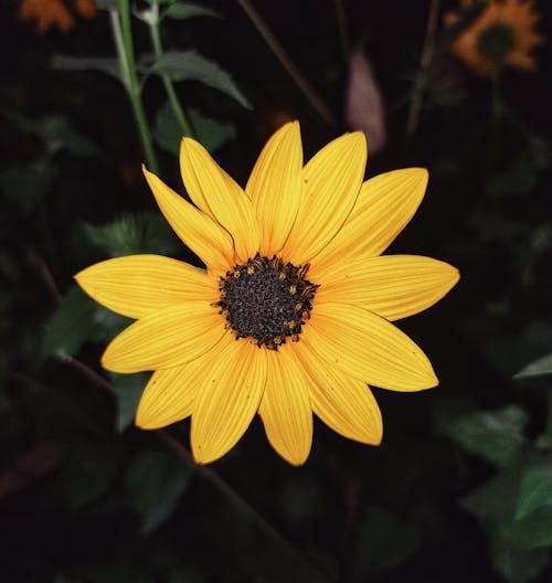 Fotos de stock gratuitas de de cerca, flor, naturaleza