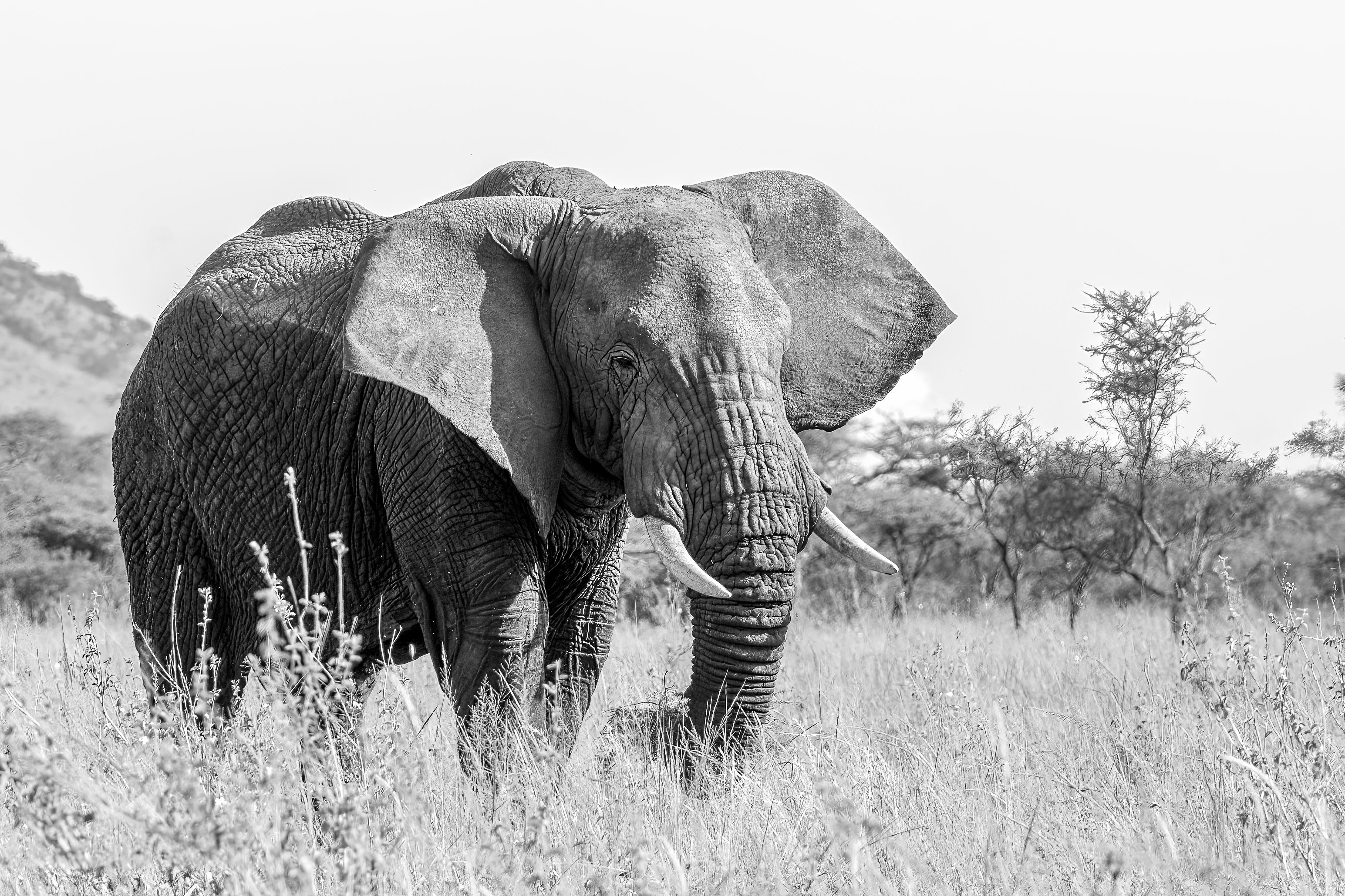 African Elephant in Black and White · Free Stock Photo