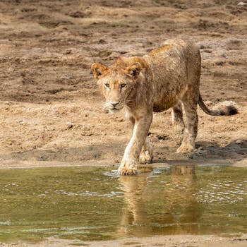 ¿Qué significa soñar con un león?