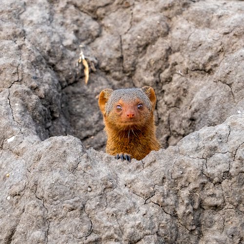 Darmowe zdjęcie z galerii z dziura, mangusta, natura