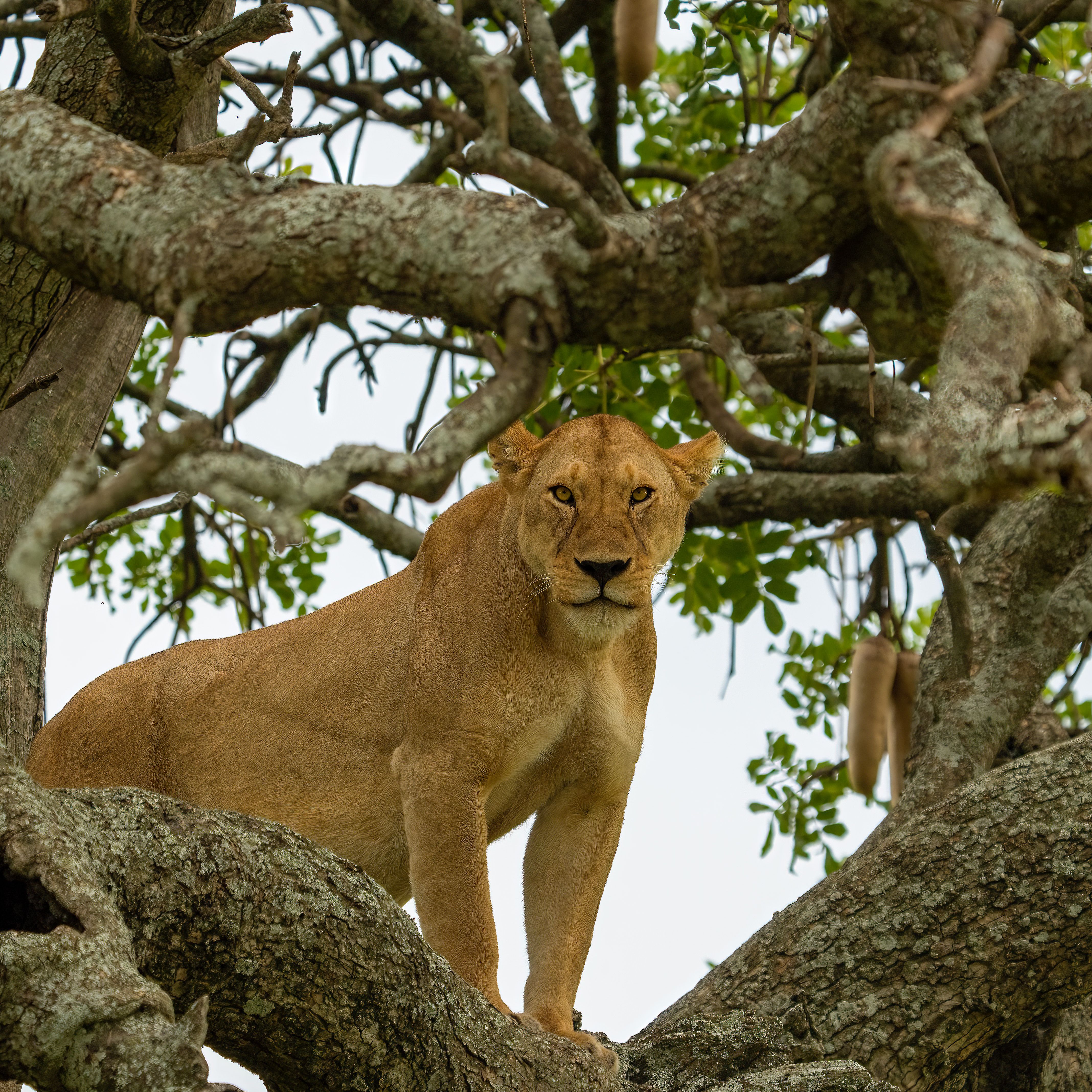 Lioness at Tree