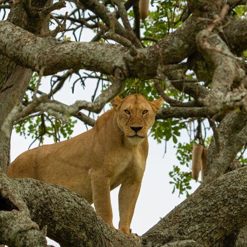 Free A powerful lioness stands confidently on a sturdy tree branch, showcasing her grace in the wild. Stock Photo