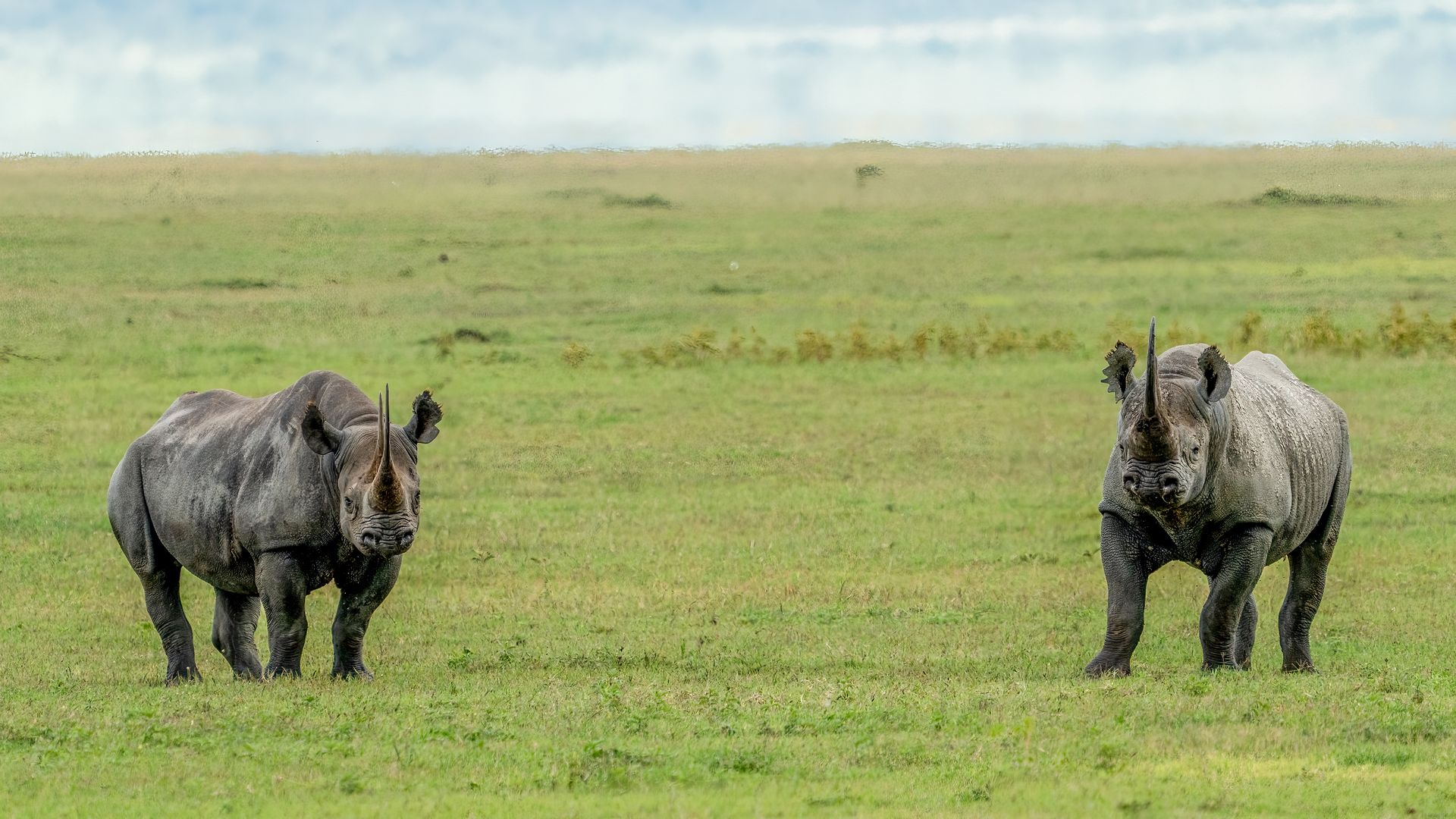 Rhinos in the Savannah