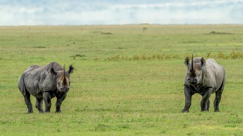 Free Captivating image of two endangered black rhinos grazing in the African savannah. Stock Photo