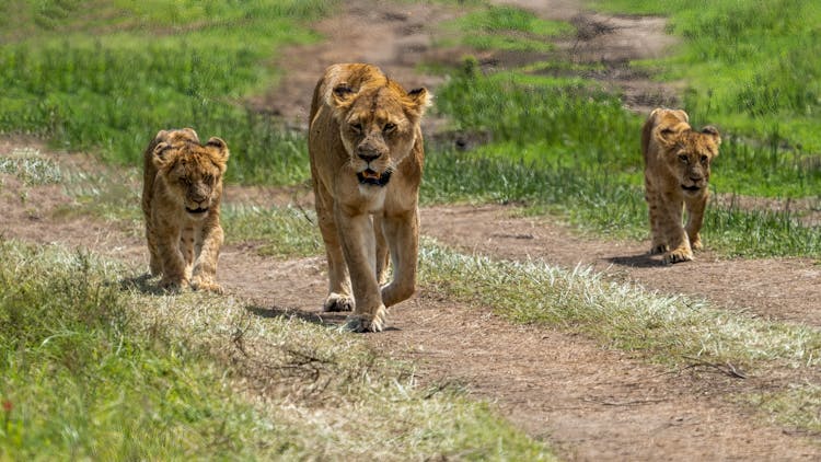 Lioness And Cubs