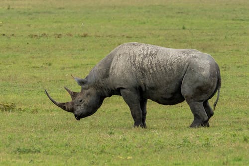 Free Black Rhino in the Savannah Stock Photo