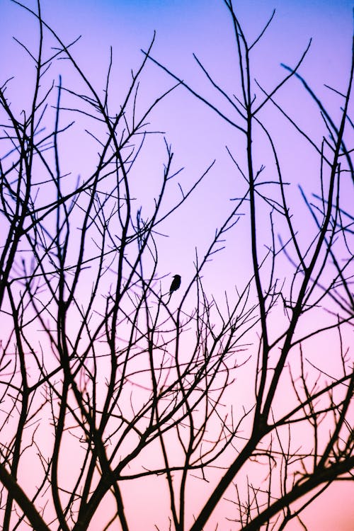 Tree Branches Against Dawn Sky