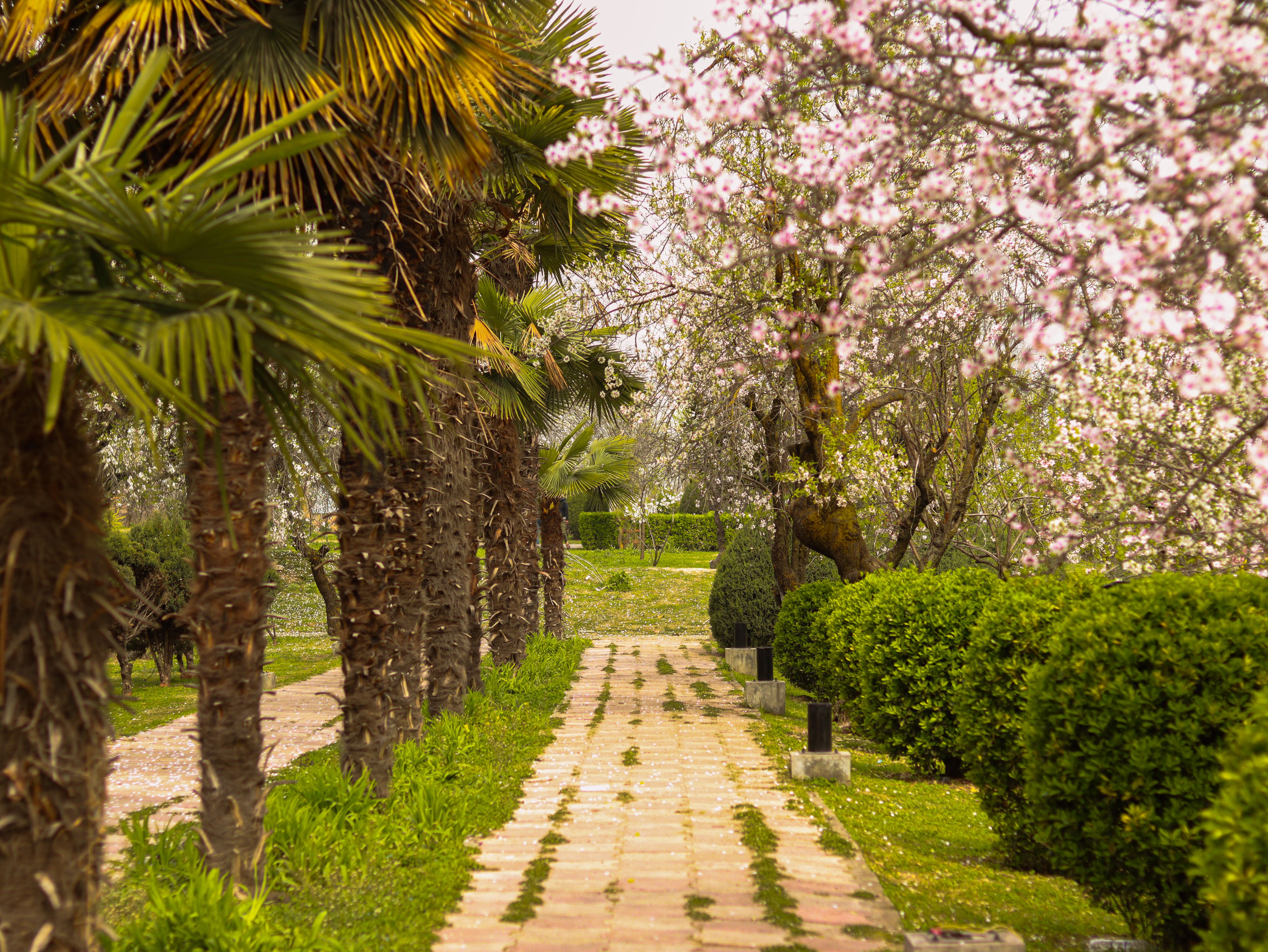 Palm Trees, Spring Trees and Bushes around Alley · Free Stock Photo